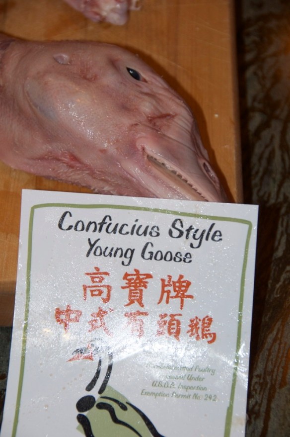 Confucious Style Young Goose